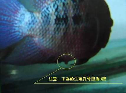 罗汉鱼公母鱼配对失败缩略图