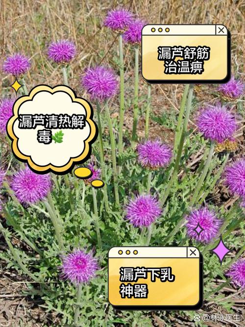 漏芦能治乳腺结节吗