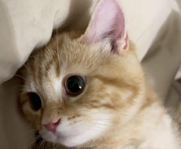 猫喉咙一直发出咕噜噜