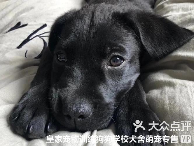 高平市兄弟犬舍宠爱生活馆