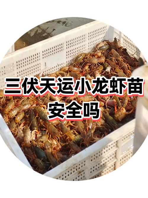 小龙虾挂机安全吗截图