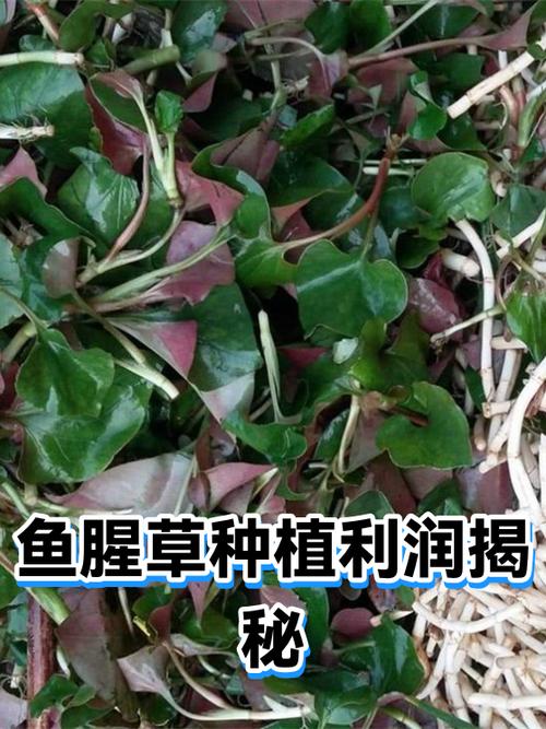鱼腥草免高速费吗