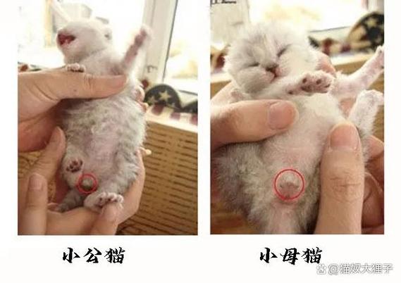肥波是公猫还是母猫游戏截图