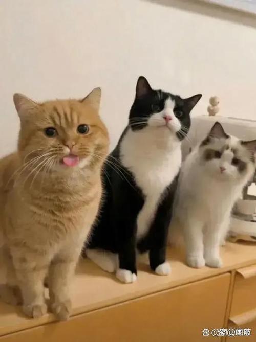 家里能养三只猫吗
