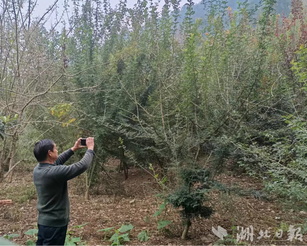 林长智App下载