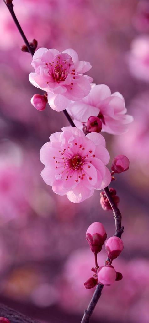桃花运