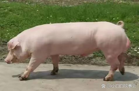 猪是说一头还是说一只图标
