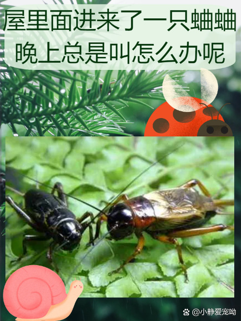 蛐蛐为何晚上叫缩略图