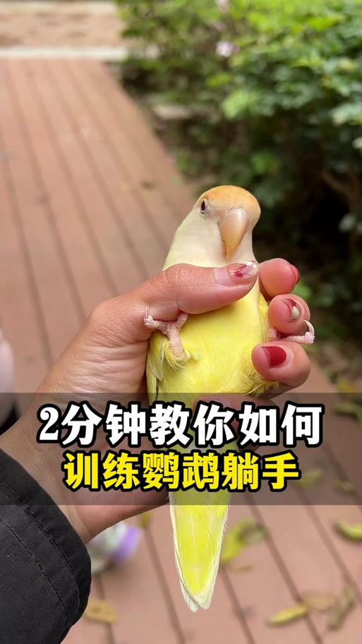 训练鹦鹉上手的视频
