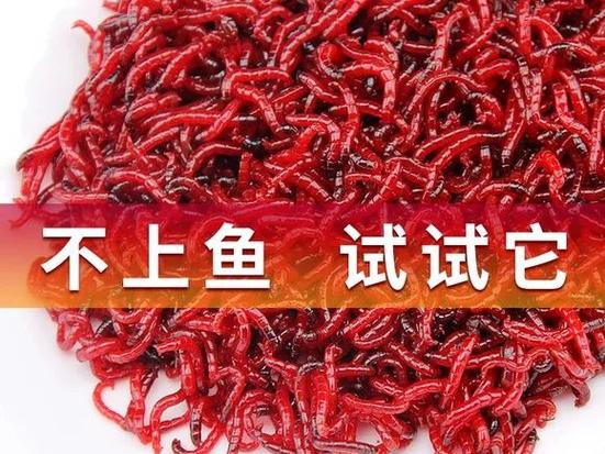 野钓用蚯蚓还是红虫好