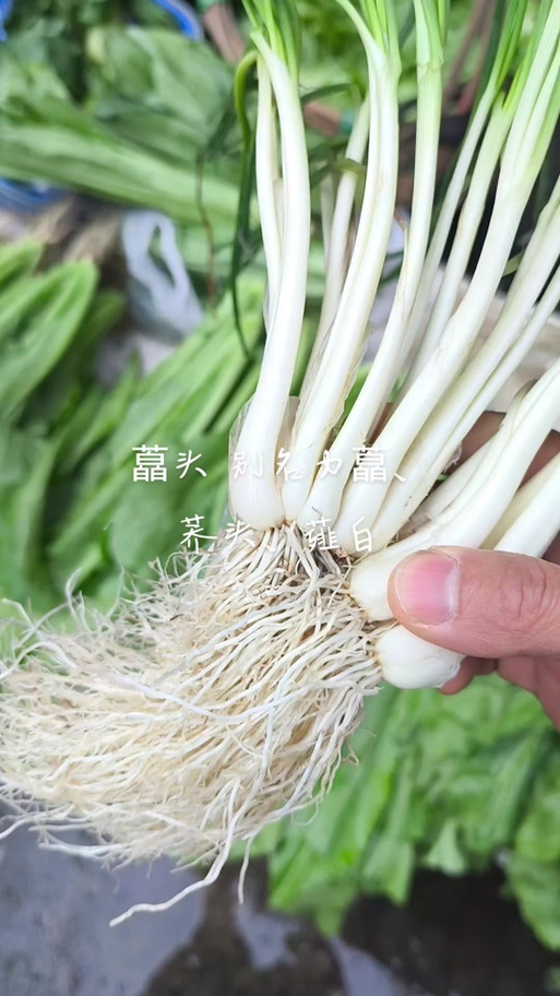 荞头读qiao还是jiao