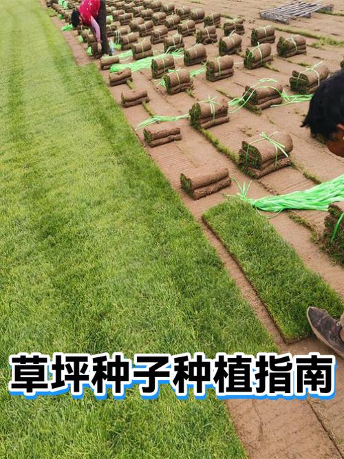 草坪草籽种子怎么种植