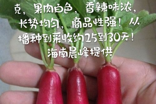 欧洲萝卜和樱桃萝卜