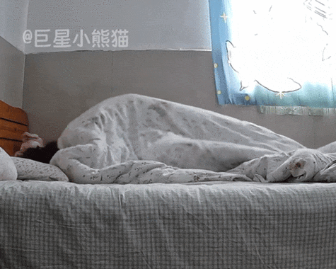 猫钻被窝预示着什么缩略图