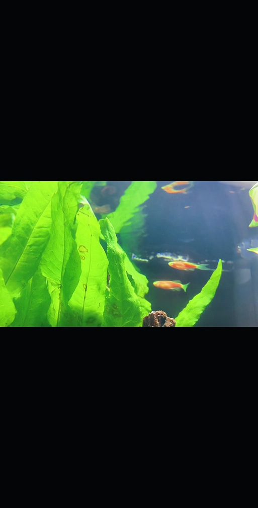 闲鱼网站