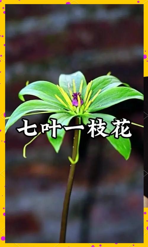 生命数字是4的女人