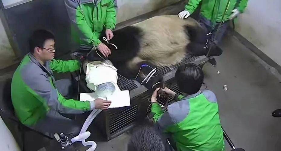 日本一共养死了几只大熊猫截图