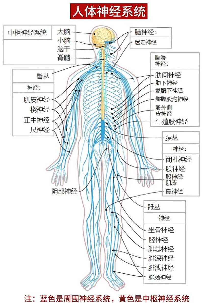 人的生命中枢是