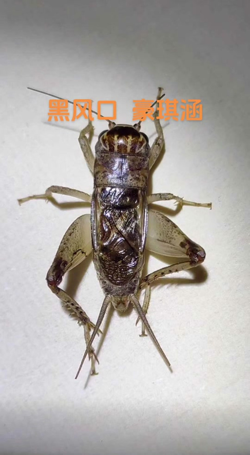 蛐蛐也疯狂正版下载截图