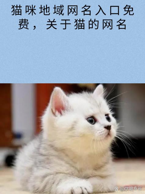 2021猫咪账号