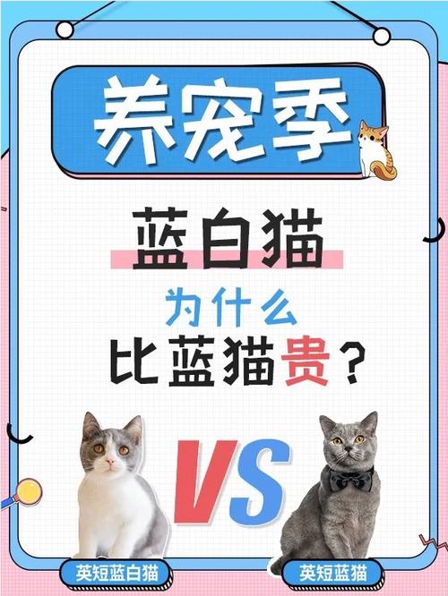 蓝白猫价位一般在多少