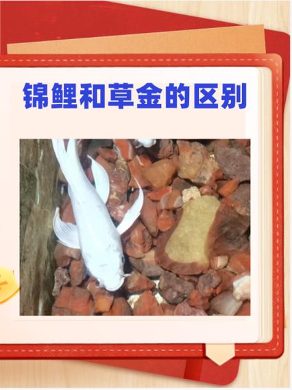 锦鲤的67个雅称
