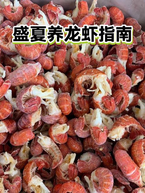 养龙虾的10大忠告图标