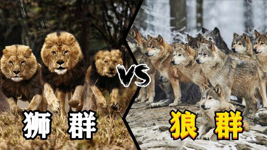 狼群大战狮子截图