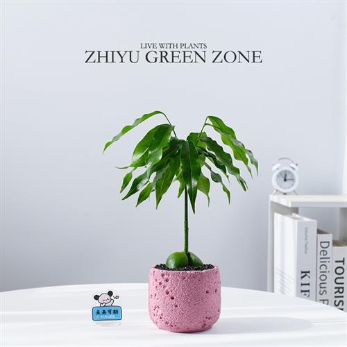 招财豆植物截图