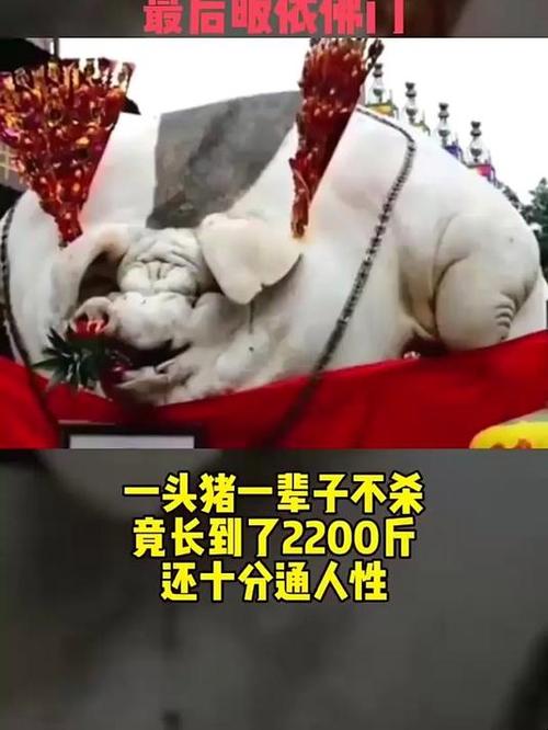 2200斤猪王是真的吗