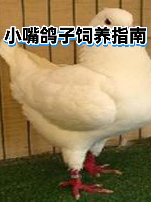 养40只鸽子一年纯收入