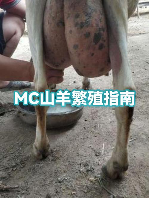 mc怎么养羊