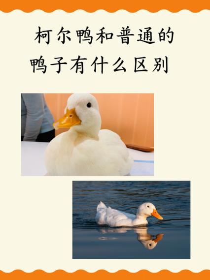 鸭子送人送了暗示什么