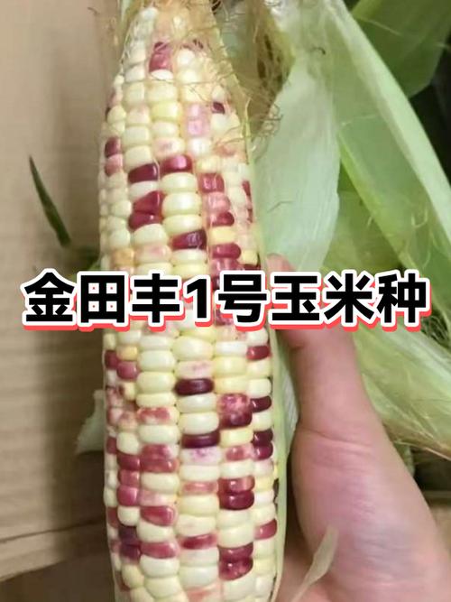 丰金一号