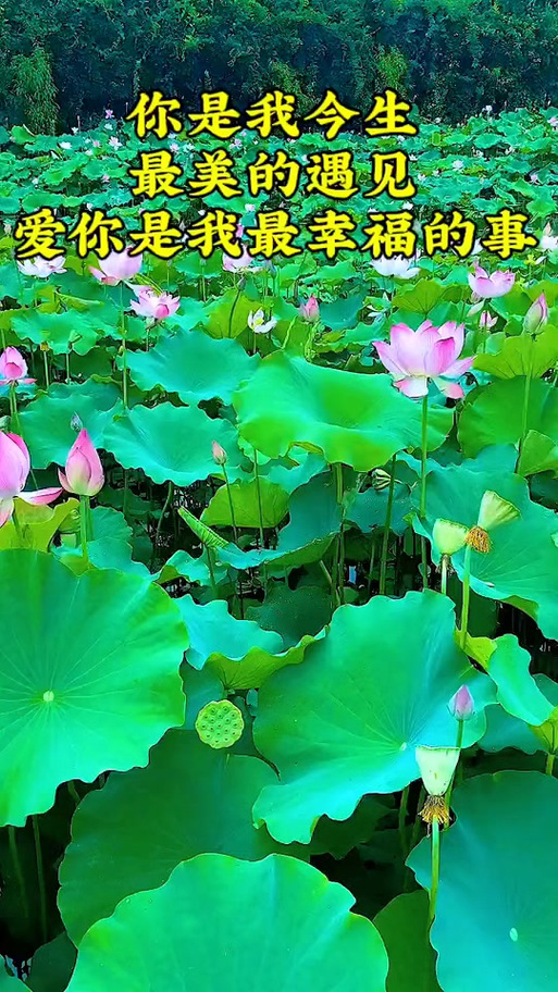 遇见了你我的世界才有了色彩