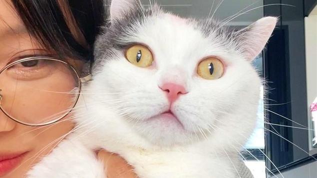 网易猫