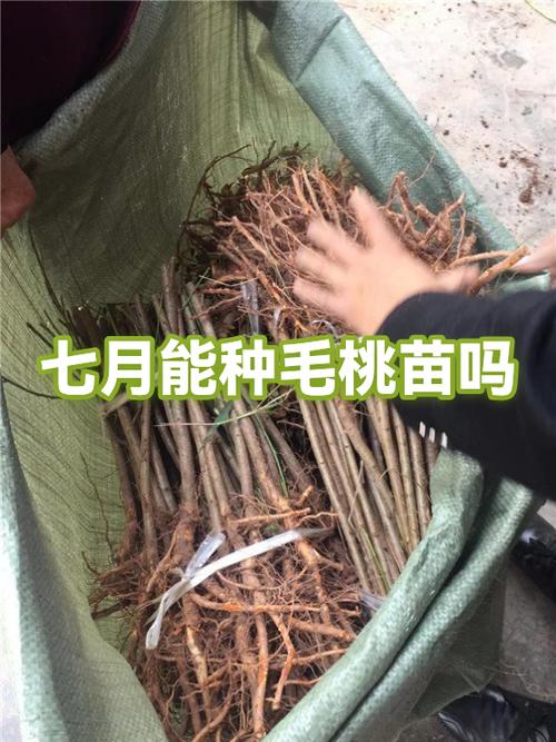 毛桃苗子的育苗方法