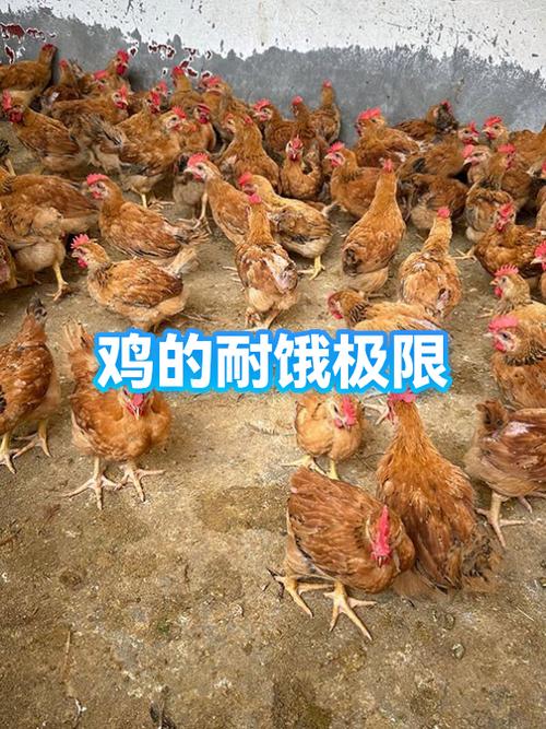 鸡5天不吃会饿死吗图标