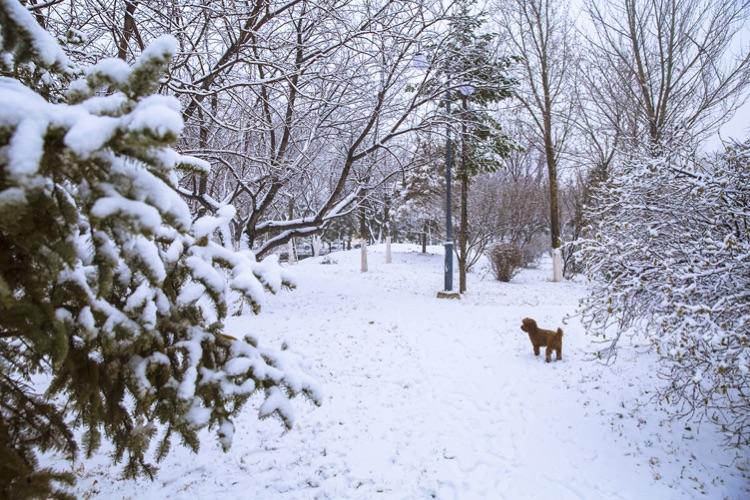 形容瑞雪纷飞的诗句