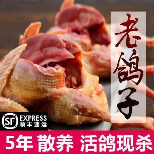 土鸽子和信鸽杂交好吗截图