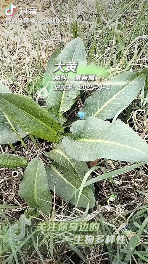 大黄植物图片截图