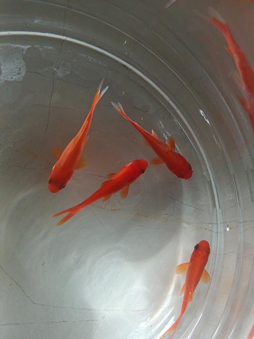 短鱼儿怎么下载