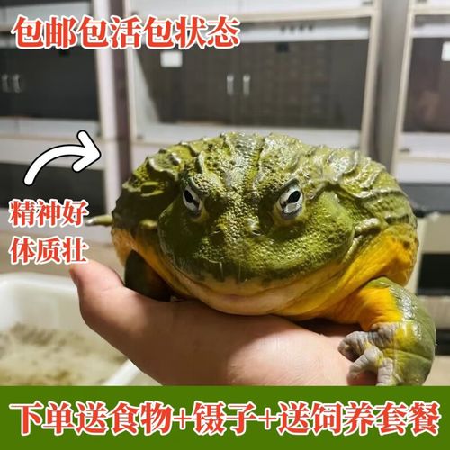 幻痛非洲牛箱头蛙缩略图