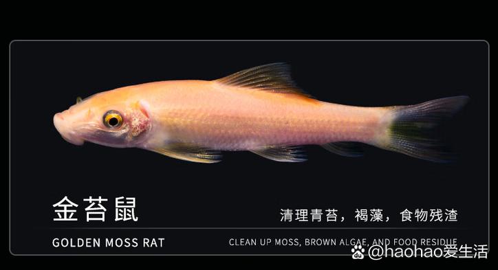 养鱼鱼屎怎么处理截图