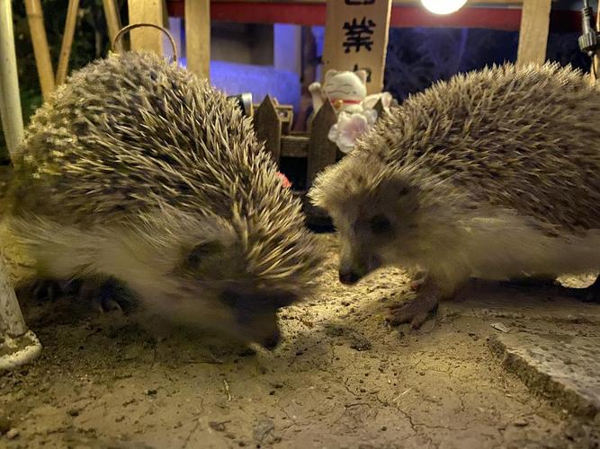 刺猬猫更新不涨收藏了
