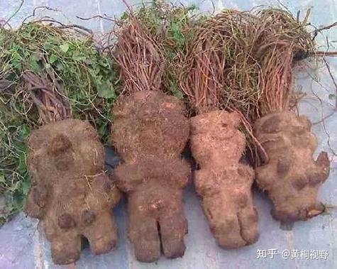 农民为啥不种普罗旺斯