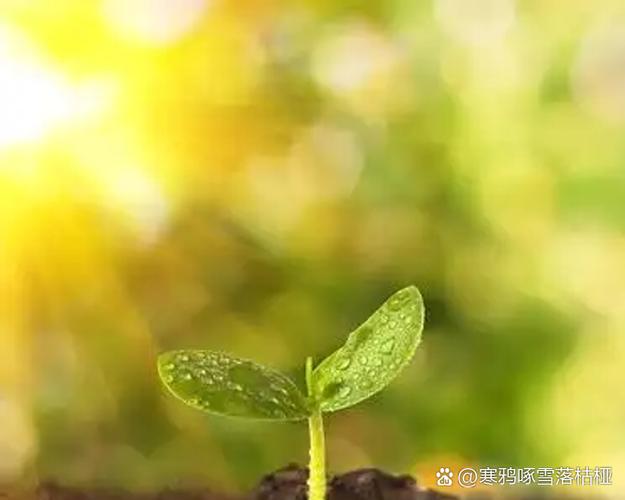 适合新手写作投稿的平台缩略图