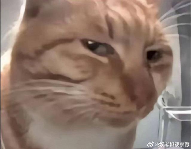 斜眼一脸嫌弃表情包截图