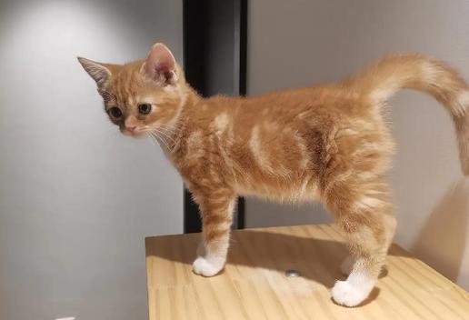红虎斑橘猫游戏截图