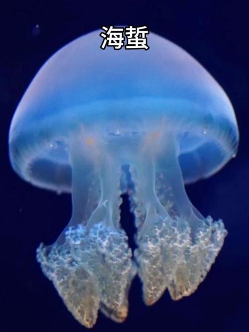 海蜇是水母吗有危险吗
